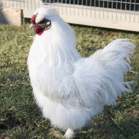 

Telur ayam kapas / telur ayam hias / telur fertil siap tetas