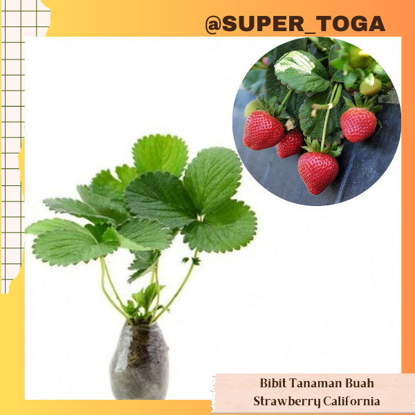 STRAWBERRY CALIFORNIA bibit buah strawberry california bibit strawberry california