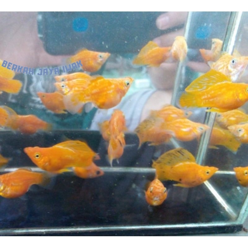 Pemanis aquascape Terlaris Ikan Molly Balon Merpati Sepasang COD