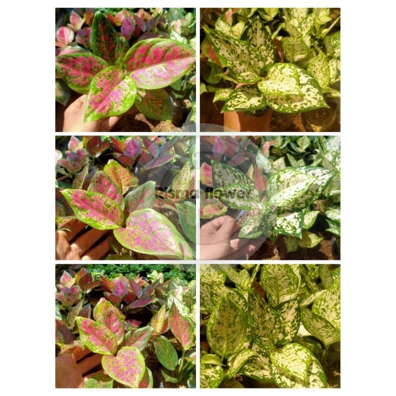 For saletanaman hias pohon aglonema merah putih / dua pohon aglonema merah putih / tanaman hiasbisa 