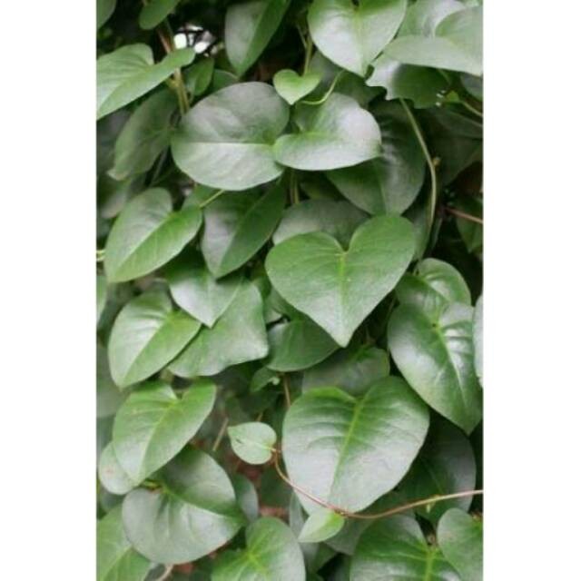 

Daun Binahong fresh ( asli tanpa pestisida )