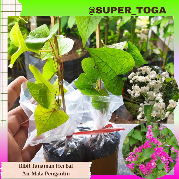 bibit bunga air mata pengantin warna pink/putih bibit air mata pengantin