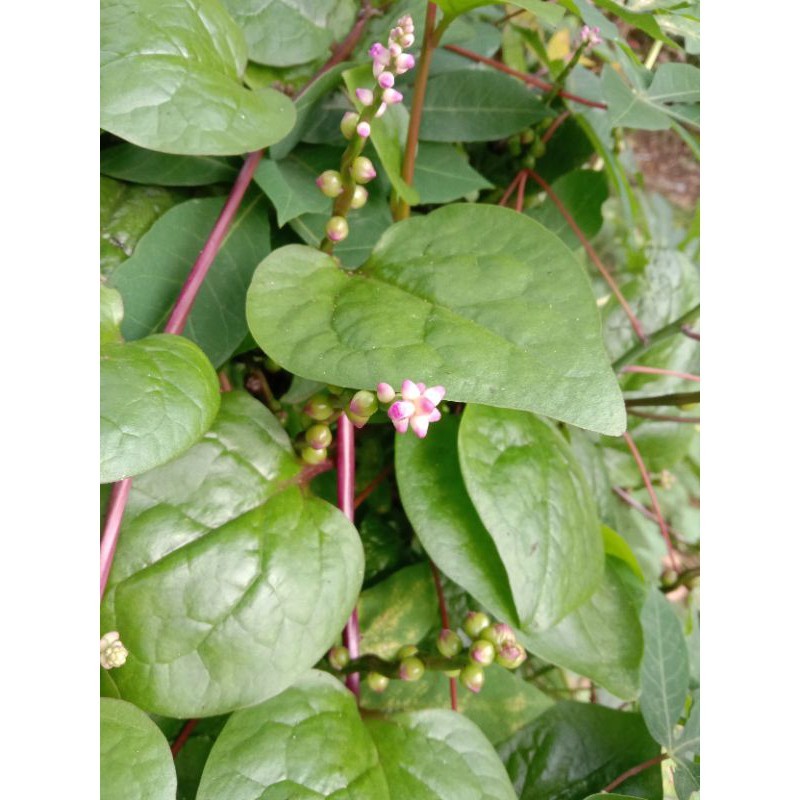 

Daun binahong segar , herbal asam urat dan pegalinu 50 lembar