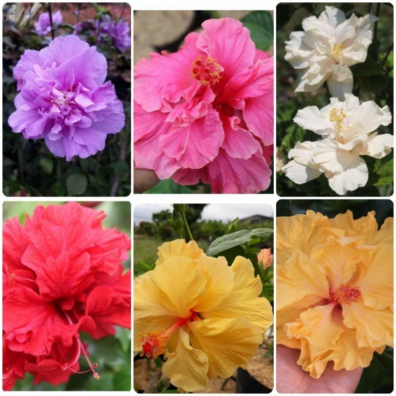 Bunga Sepatu Tumpuk Banyak Warna Mix Bunga Sepatu Tumpuk Bunga Sepatu Hibicus Tumpuk