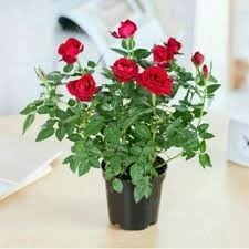 Tanaman hias hidup Mawar babyrose merah - bibit tanaman hidup baby rose