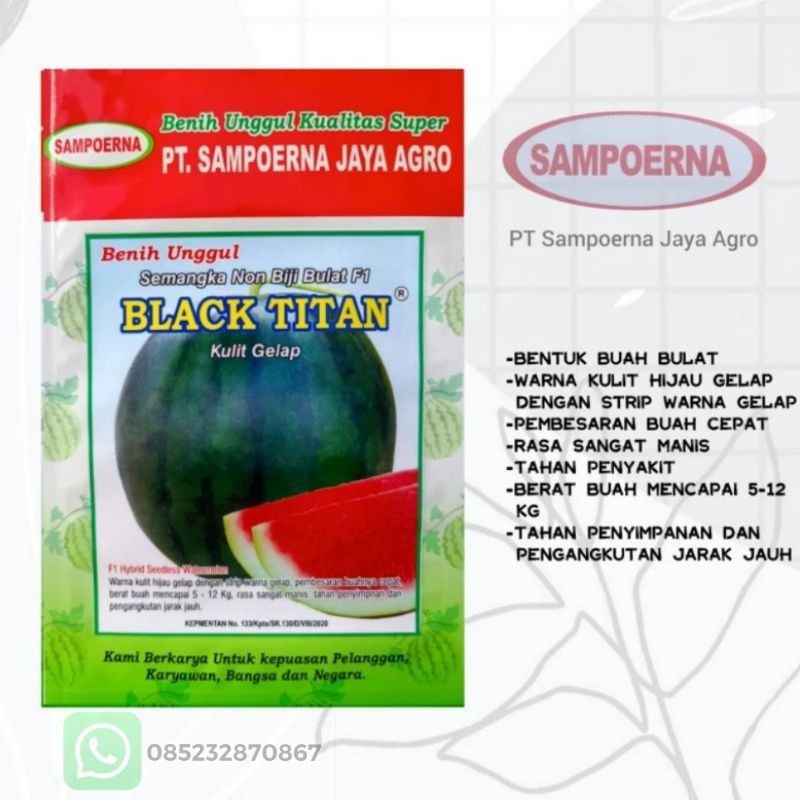 QC83EW Benih Semangka Non Biji BLACK TITAN Kulit Gelap