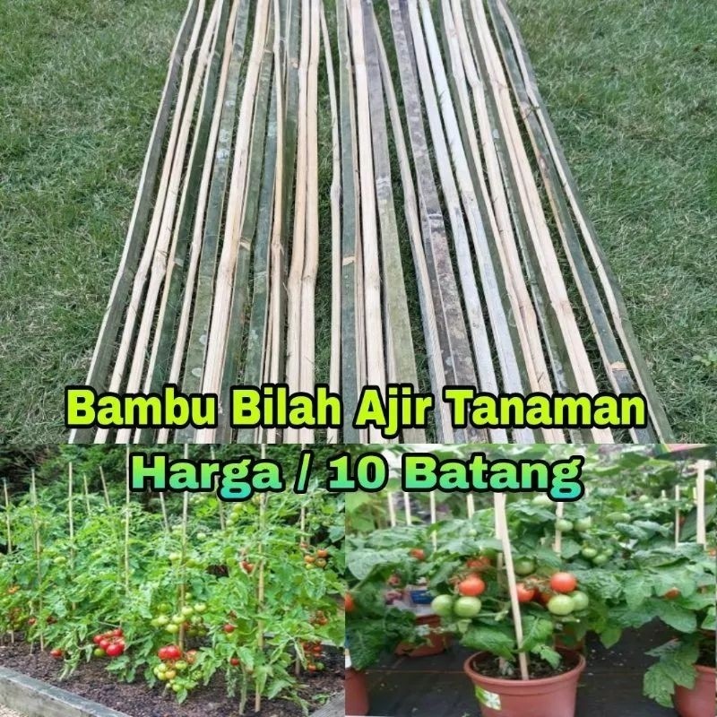 Paket 20 Batang Bambu Ajir / 100cm Bambu Ajir Tanaman / Bilahan Bambu Ajir Tanaman / Ajir Tanaman BE