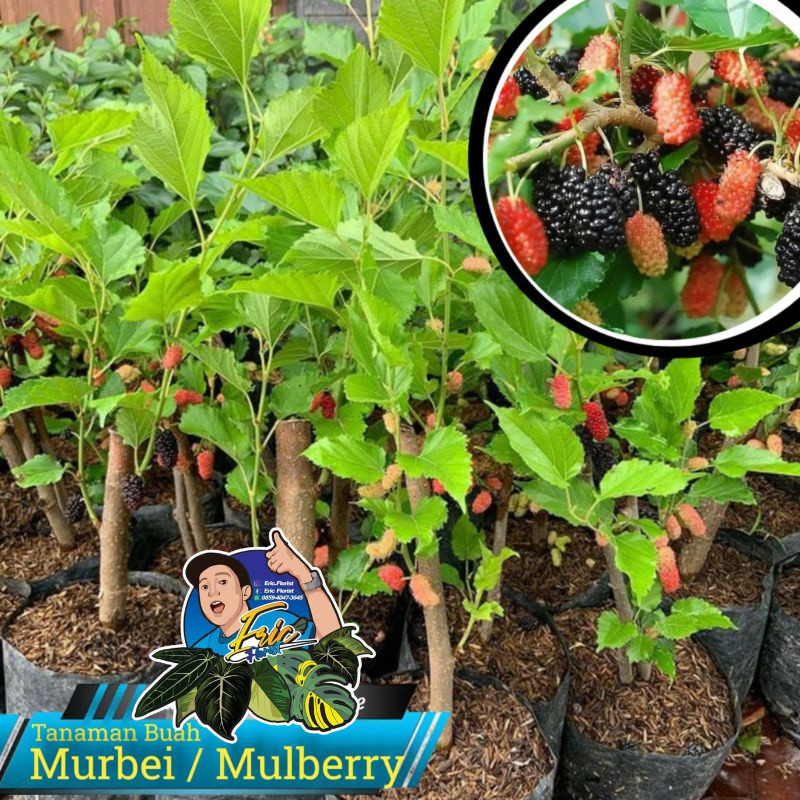 Bibit Tanaman Buah Murbei Tanaman Buah Mulberry Tanaman Buah Besaran SUDAH BERBUAH