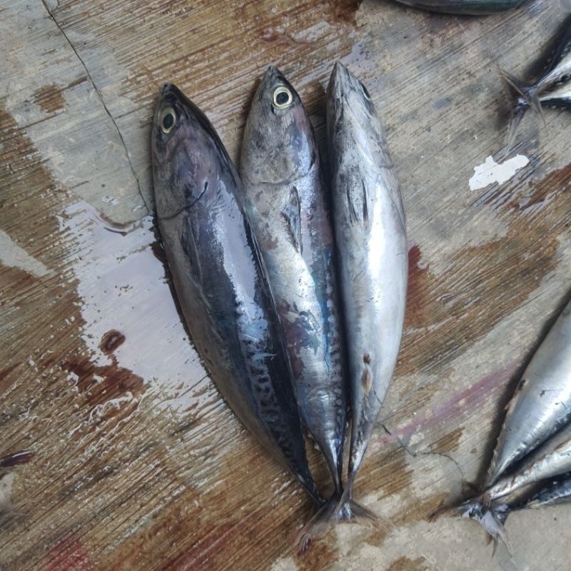 

ikan tongkol ambu segar khusus gojek instan