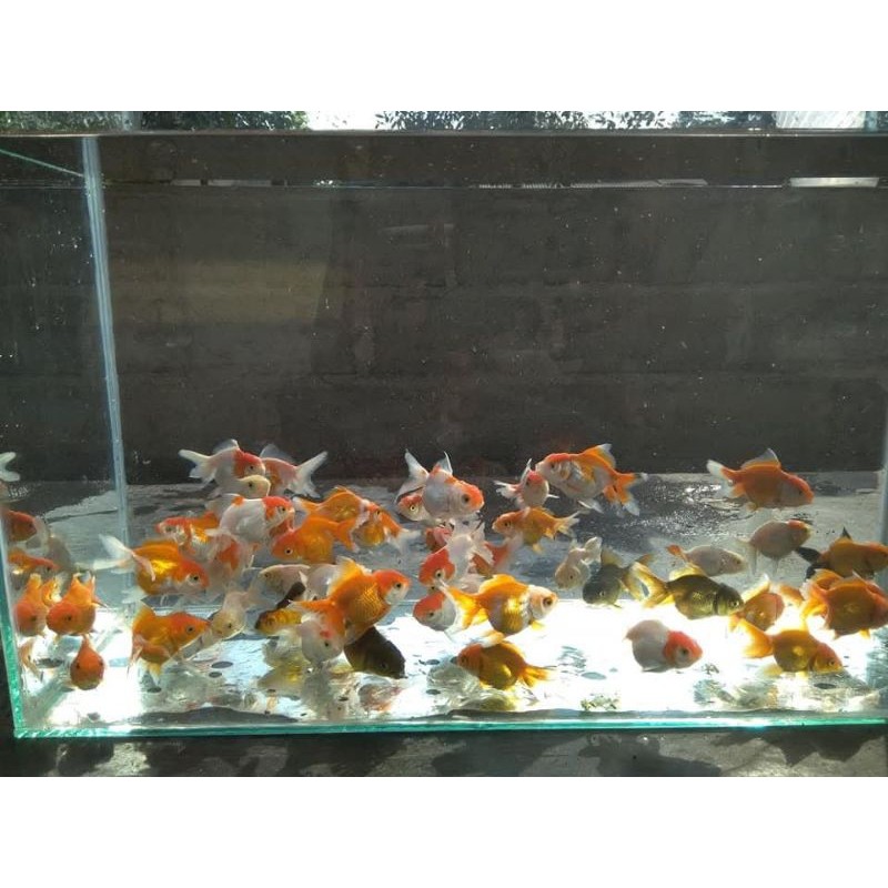 IKAN MAS KOKI  PAKET ISI 4 BONUS PAKAN BERGARANSI KUWALITAS TERBAIK