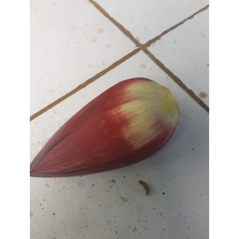 

Jantung pisang sgar' 1 pcs jantung satyur