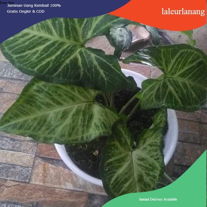 SYNGONIUM BATIK, syngonium batik tanaman hias murmer @ahmadanggrek