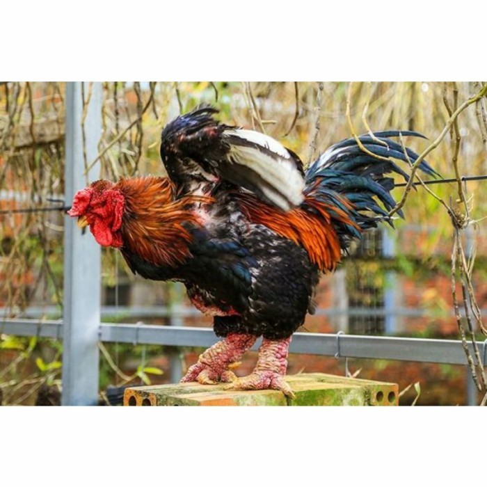 

Telur ayam hias dong tao fertil asli siap ditetaskan - ayam dong tao