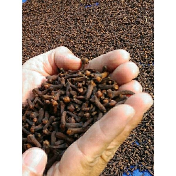 

cengkeh kering/cengkeh serbaguna