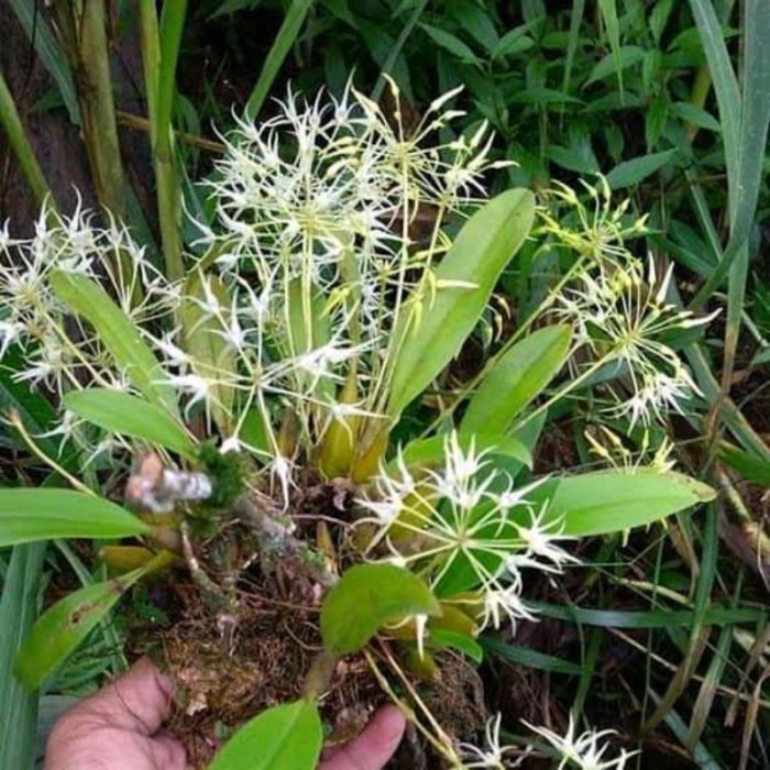 

silahkan Promo Anggrek bulbophyllum laxiflorum