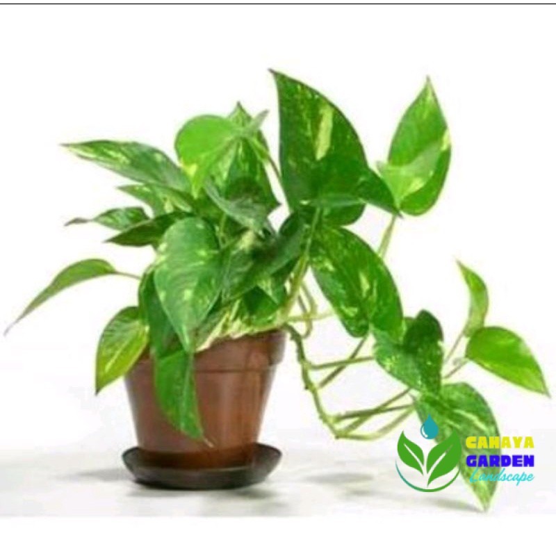 srigading hijau kuninplus pot gantung