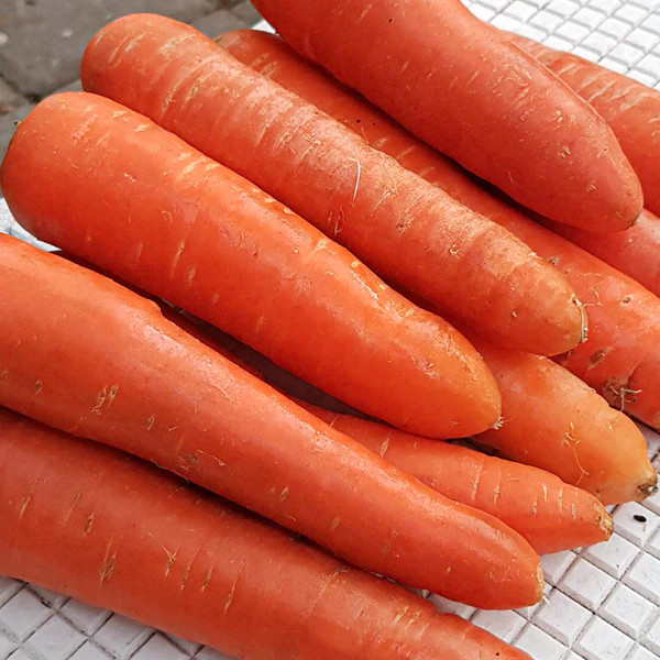 

Wortel Import Segar - Fresh Carrot