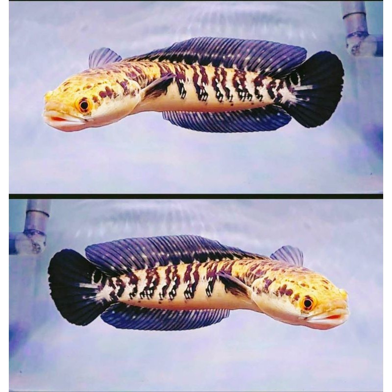 ( Garansi ) Maru yellow Sentarum / Ys  bunga ( UK 10-20 cm )