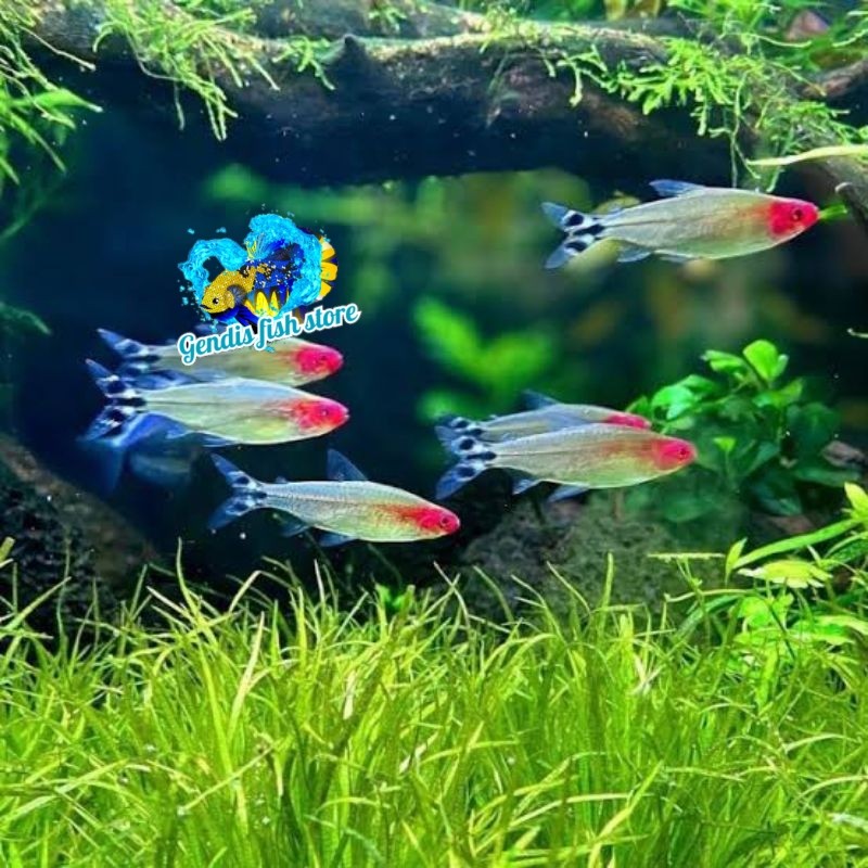 BIGSALE  RED NOSE TETRA ISI 10 EKOR ikan aquascape size 1.5 cm murmer bergaransi