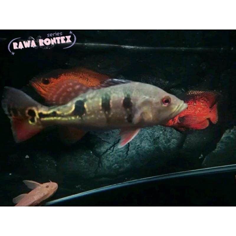 Pemanis akuarium Pbass Brocopondo Size 10-11cm Realsize bergaransi COD pbass orinoco cod