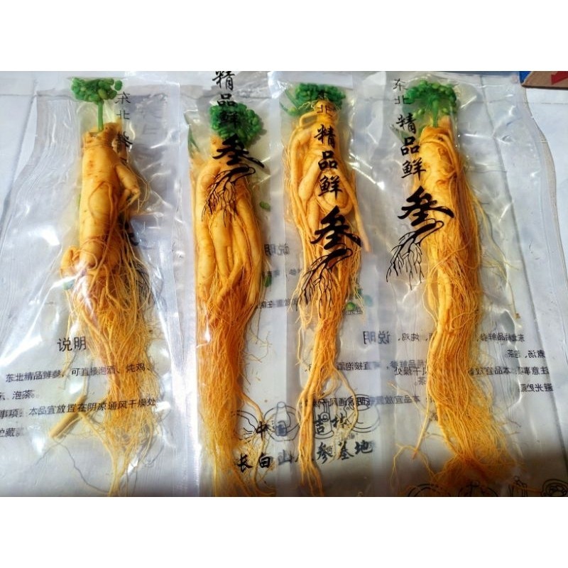 

200 gram gingseng impor / root vacum / segar