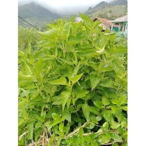 

Balakacida - Kirinyuh - Chromolaena odorata - Enye-Enye Segar