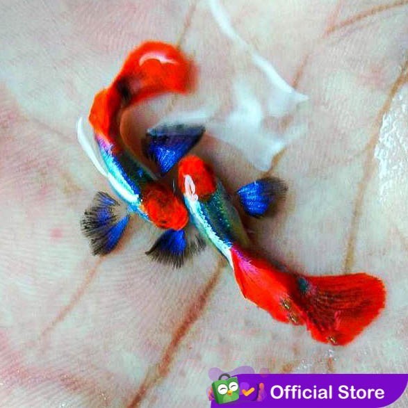 Guppy Platinum Koi Dumbo Ear / Ikan Hias Air Tawar