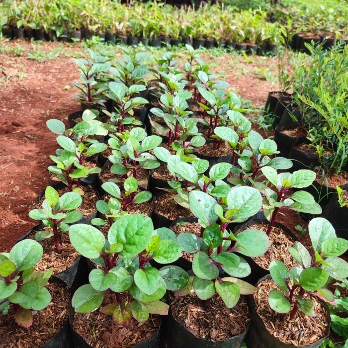 bibit binahong merah herbal - tanaman obat binahong merah - binahong