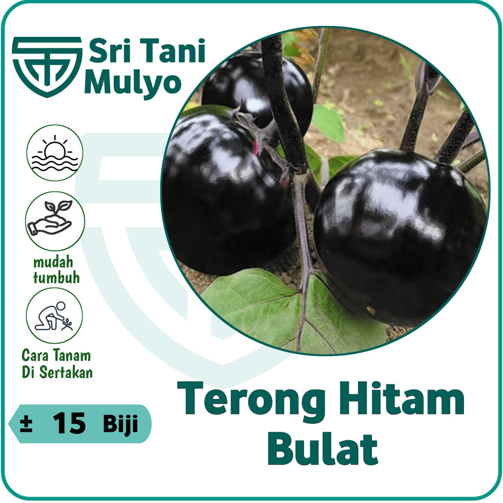 15 biji - Terong Bulat Hitam FULLNESS Terong Jepang