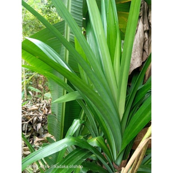 

promo DAUN PANDAN WANGI PER LEMBAR store69 ready