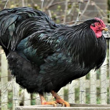 

Telur ayam black australorp / telur ayam hias / telur fertil siap cod