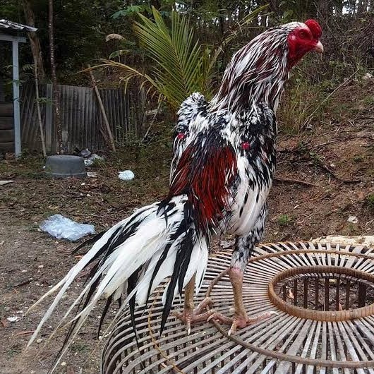 

Telur ayam bangkok ekor lidi / telur ayam hias fertil siap cod