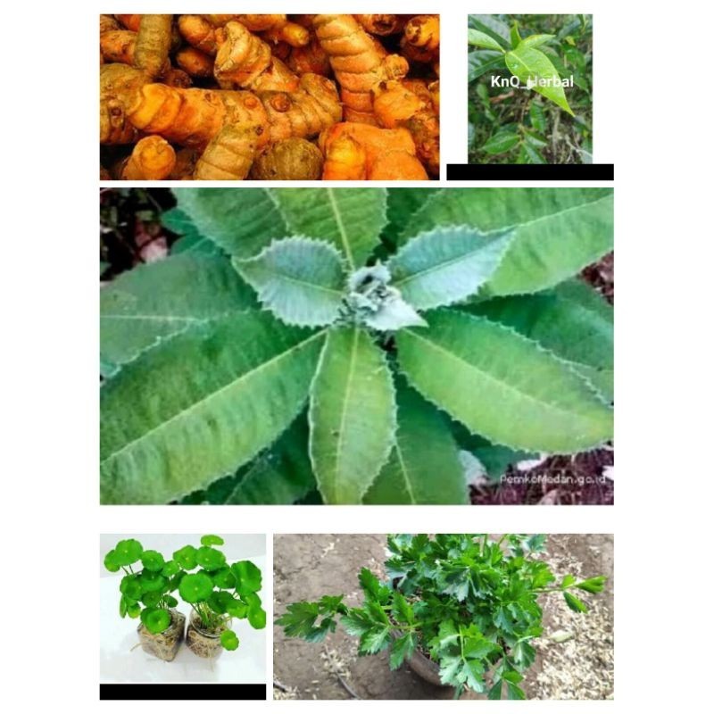 

Tanaman herbal paket 5 .atasi derita setruk