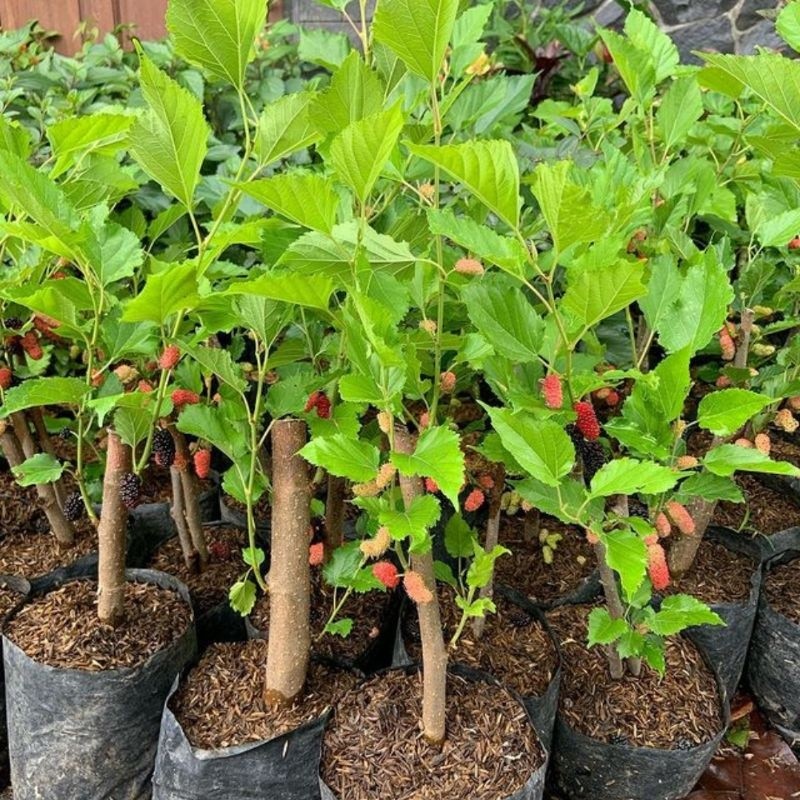 Bibit Tanaman Buah Murbei / Mulberry Jumbo Cangkok (Sudah Berbuah)