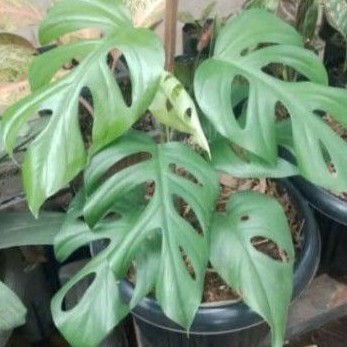Bibit Rhaphidophora pertusa - bonggol Mini Monstera