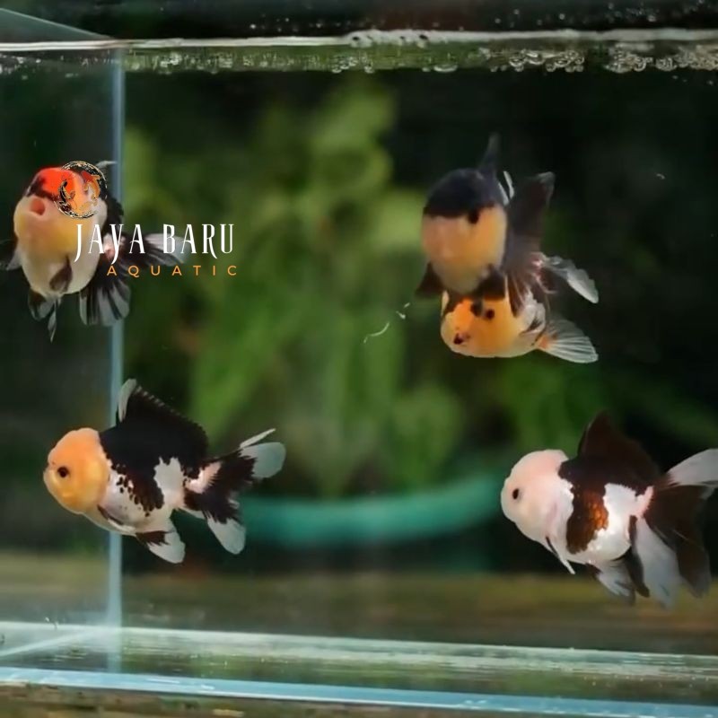 Perlengkapan aquarium Baby PAKET ISI 4 Koki 6-7 cm Oranda Panda 3Color VIRAL