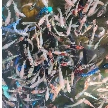 Hiasan aquascape PAKET CUPANG 10 EKOR 10 RIBU CELLO | FANCY | BESGEL | MULTI | HM | CT | RKC | RGG k