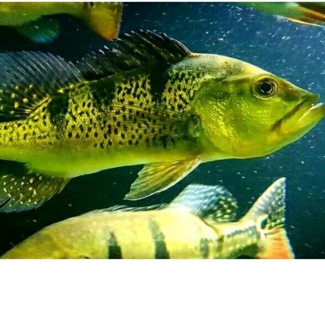 SUPER PROMO  kebutuhan akuarium  ikan pbass kelberi bahia Sz 9-10 pbass kalberi bahia  viral