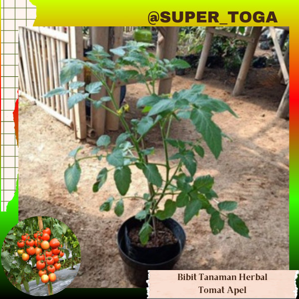 PROMO murah 3 BIBIT TANAMAN TOMAT APEL / TOMAT SAYUR SIAP TANAM CEPAT BERBUAH BIBIT TOMAT APEL