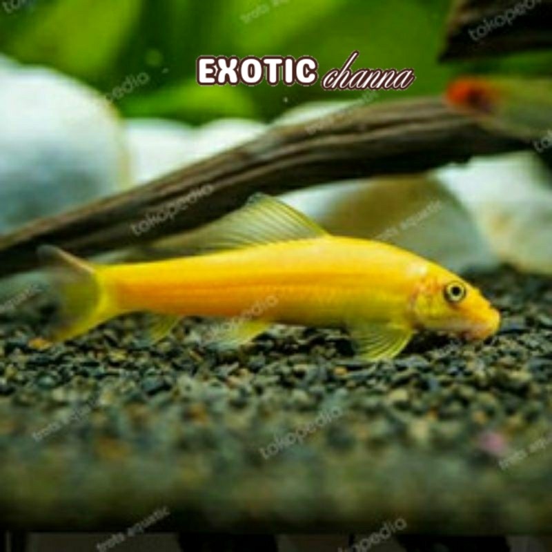 hiasan aquarium ikan hias alga eater CAE PAKET ISI 5 ikan pembersih akuarium pemakan lumut aquascape