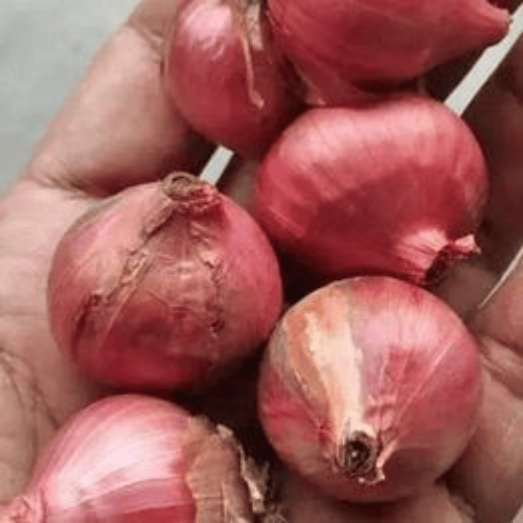 

bawang merah 250 gram bawang merah besar 1kg harga bawang merah 1 kg bawang merah 500 gram