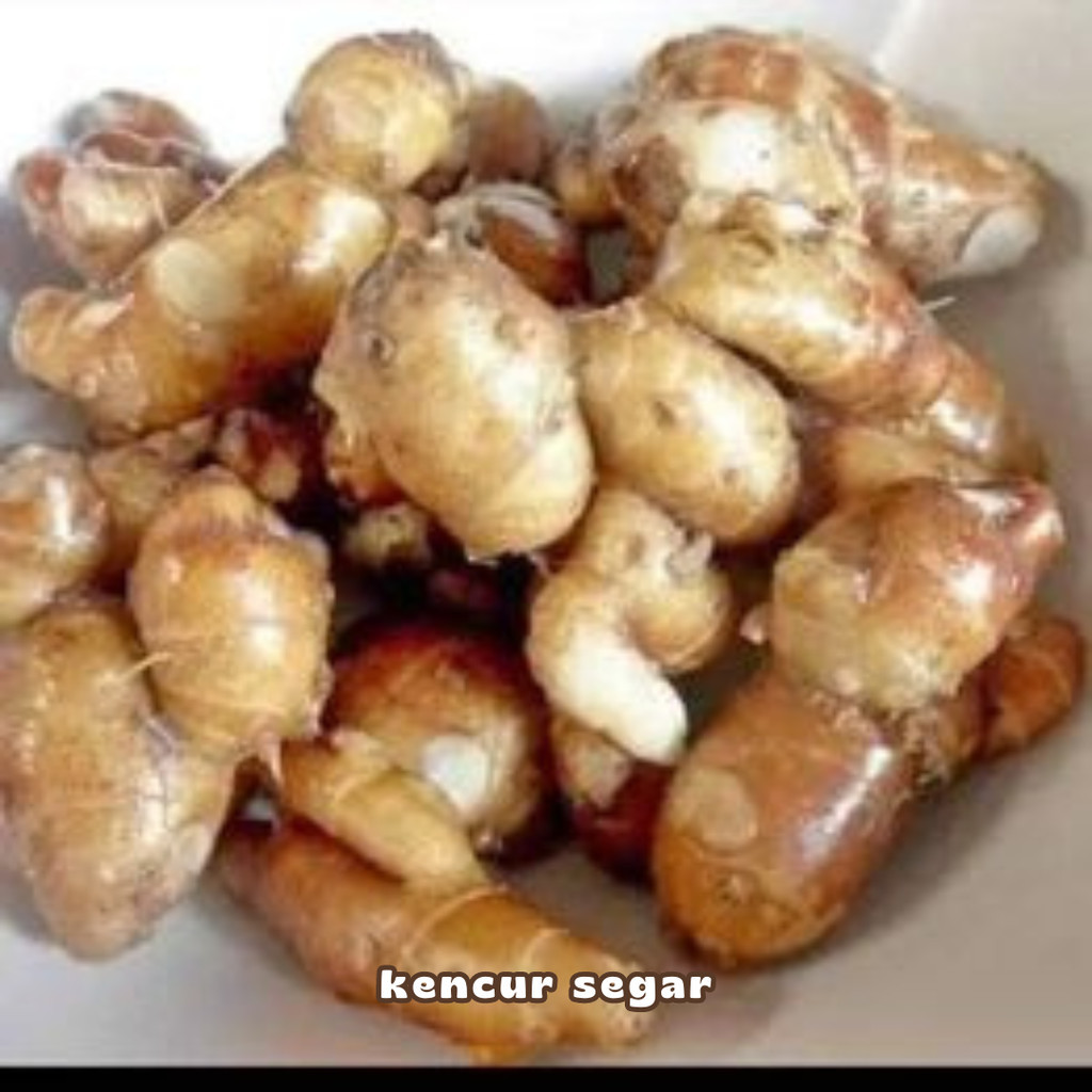 

kencur kering kencur segar kencur segar 1 kg kencur 500 gram