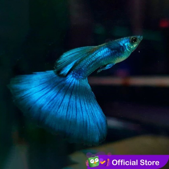 Guppy Blue Moscow / Ikan Hias Air Tawar