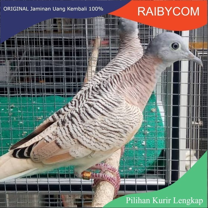 burung perkutut golden suara seperti bangkok manggung