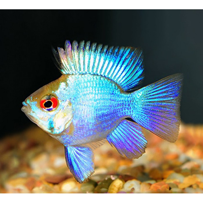 Blue Electric Ramirezi / Elektrik / Ikan Hias Air Tawar