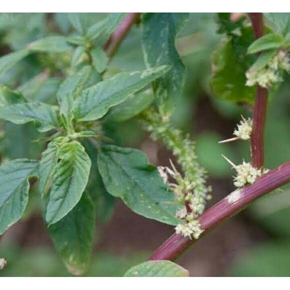 

Daun Pohon dan Akar bayam 200 Gram