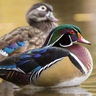 

Telur bebek hias caroline duck fertil siap ditetaskan Langsung