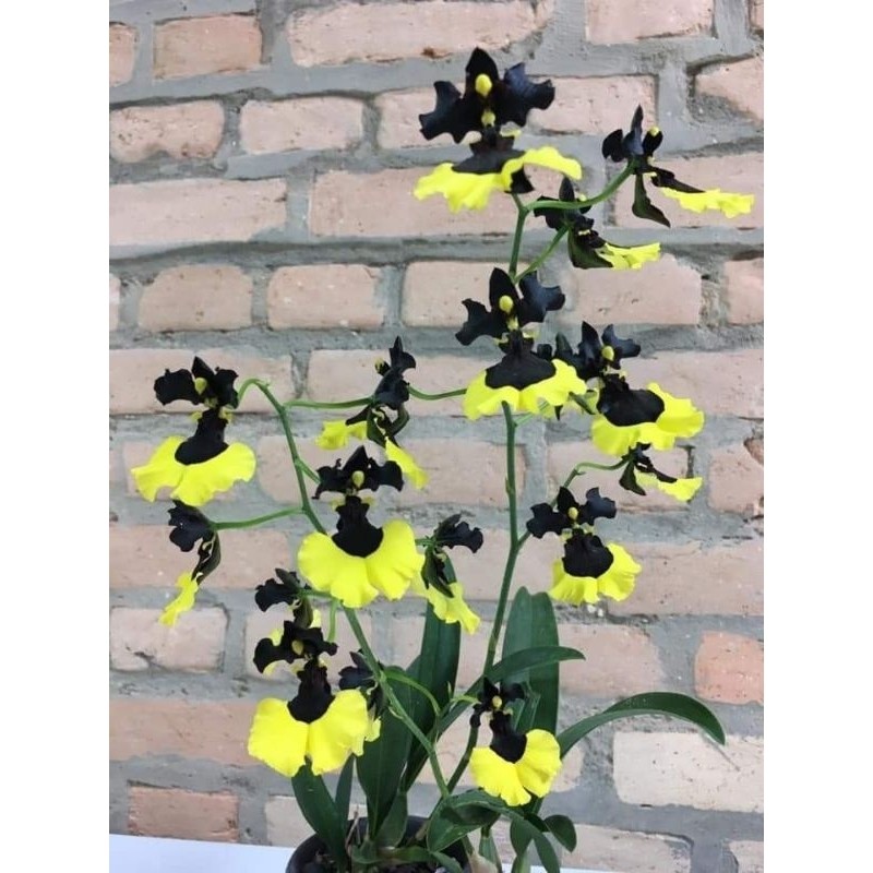 Anggrek Oncidium Dewasa siap berbunga Oncidium Black yellow
