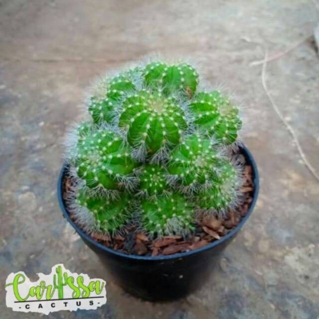 Kaktus Ownroot besar magnifikus cluster + POT