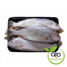 

Ikan Gulama / Ikan Samge / Ikan Kepala Batu 500gr Segar - BEST Fresh Food